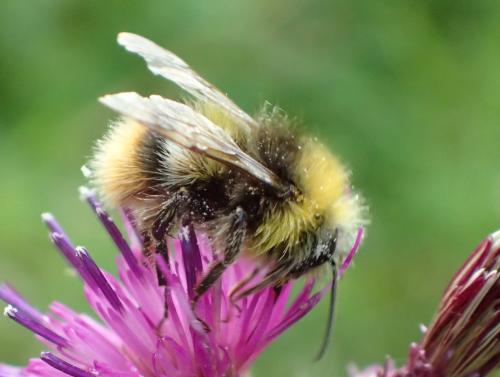 Réf. 297 850 : Bombus pratorum